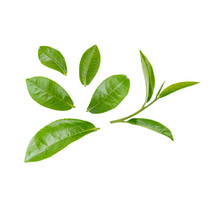 Green Tea Leaves Isolated On Transparent Background. (.PNG)