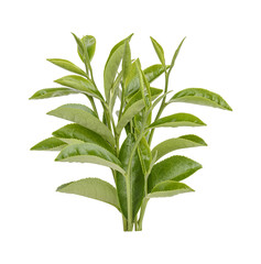green tea leaves isolated on transparent background. (.png)