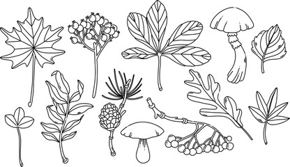  Watercolor fall leaves, chestnut leaf, mushrooms, berries and cone isolated clipart. Black contour for coloring page