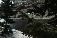 View Of The Spruce Limb On The Background Of River