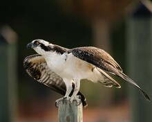 Closeup Shot Of The Male Osprey Perched On A Wood