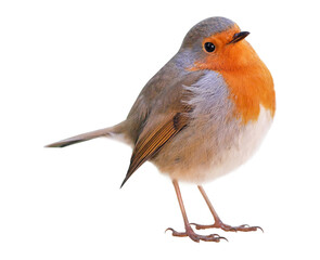 robin (erithacus rubecula) isolated on png transparent background