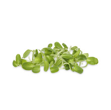 Fresh Green Young Sunflower Sprouts Isolated On Transparent Background. (.PNG)