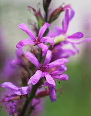Wall Mural - a close up of a purple flower growing in our garden in windsor in upstate ny this summer.