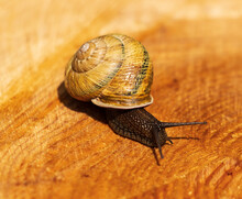Big Snail On Wooden Background