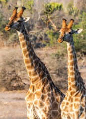 Sticker - Closeup of two cute giraffes walking in field with dry grass under sunlight in national park