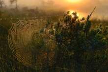 Spider Web Against Sunrise In Swamp With Fog, Spider Web Trap,.spider Web In The Pine Forest, Spider Kingdom In The Swamp