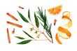 Watercolor essential oil plants blend illustration. Hand drawn eucalyptus and rosemary branches, orange peel and slice, clove buds, cinnamon sticks isolated on transparent background.