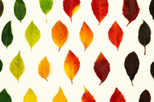 Autumn Pattern With Dry Fallen Leaves, Red, Orange, Yellow, Green, Brown Color Gradient On White Background. Fall Laconic Stylish Minimalist Deciduous Foliage Template. Layout Card With Seasonal Mood.