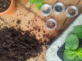 Fototapeta  - Zbiór nasion roślin, wysiewanie do gleby
