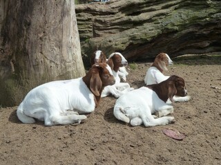 Canvas Print - Herd of young Boer goats lying on the ground in a farm in Australia