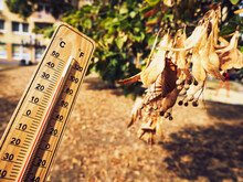 Wooden Thermometer Showing High Temperatures Over 36 Degrees Celsius In Summer City On Background Of Dry Tree Branch And Lawn. Concept Of Heat Wave, Warm Weather, Global Warming, Climate.