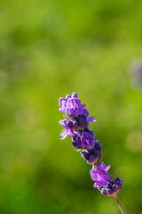 Wall Mural - Branch of purple lavender flowers on a blurred background.