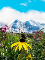 Butterfly on the yellow flower with mountain view