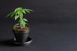 Small Medical Marijuana Cannabis Plant in the Vegetative Stage Growing in Pot on Black Background