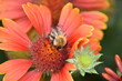 Blühende Kokardenblume (Gaillardia) mit Insekt