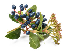 Laurestine Branch With Berries