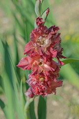 Wall Mural - gladiolus blossom in different bordeux and pink color tones.