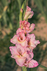 Wall Mural - gladiolus blossom in pink color tones.