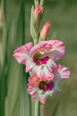 Wall Mural - multi colored gladiolus blossom in pink and white tones.