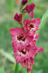 Wall Mural - gladiolus blossom in different pink color tones.