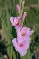 Wall Mural - light pink gladiolus blossom in a garden.