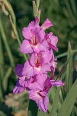 Wall Mural - light purple gladiolus blossom in a garden.