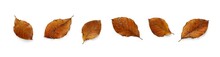 A Collection Of Dried, Dry Autumn Beech Tree Leaves Isolated On A Flat Background. High Resolution.