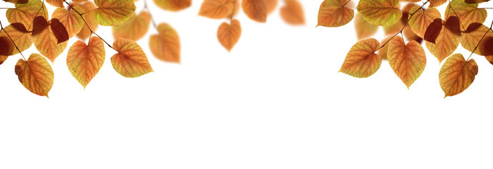 Wall Mural - the golden brown colour of tree leaves in autumn, winter, tree canopy foliage isolated against a fla