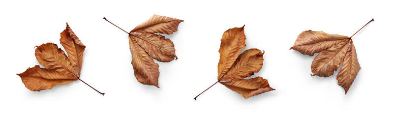 Wall Mural - a collection of dried, dry autumn tree leaves isolated on a flat background for autumn designs. high