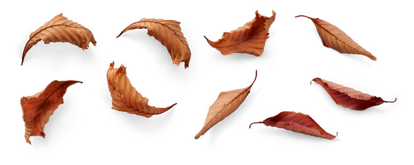 a collection of dried, dry autumn tree leaves isolated on a flat background for autumn designs. high