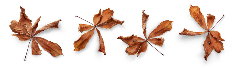 Wall Mural - a collection of dry, dried autumn horse chestnut tree leaves isolated against a flat background. hig