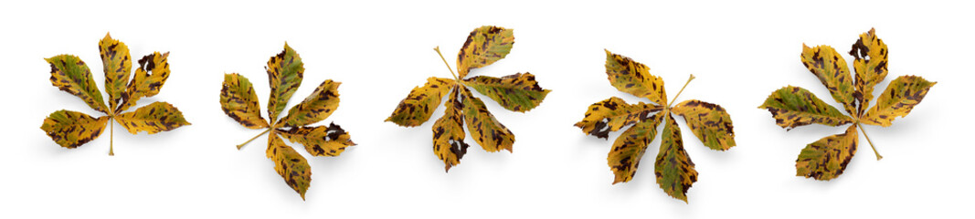 Wall Mural - a collection of dry autumn horse chestnut tree leaves isolated against a flat background. high resol