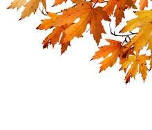 The Golden Orange Brown Colour Of Maple Tree Leaves In Autumn. Winter Tree Canopy Foliage Isolated Against A Flat Background.