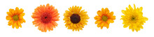 A Collection Of Yellow And Orange Daisy Flower Heads Isolated Against A Flat Background