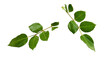 A collection of small rose leaf twigs with six leaves isolated against a flat background.