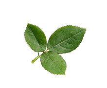 A Rose Leaf Twig With Three Leaves Isolated Against A Flat Background.