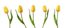 A Collection Of Yellow Tulips Flower Isolated On A Flat Background