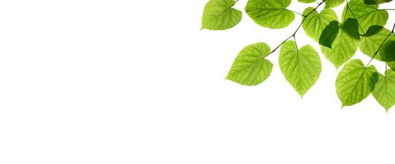 Wall Mural - fresh spring, summer green foliage of tree leaves against a flat background