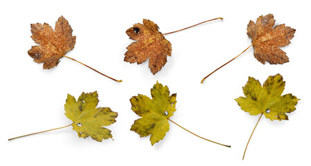 Wall Mural - a collection of dry autumn sycamore tree leaves isolated against a flat background. high resolution.