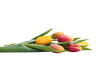 A side view, closeup of a collection of red, yellow and white tulip flowers isolated on a flat table top.