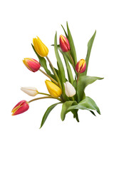 Wall Mural - a group of red, yellow and white tulip flowers and leaves isolated on a flat background.