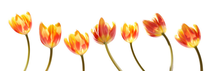 Wall Mural - a collection of red and yellow tulip flowers isolated on a flat background