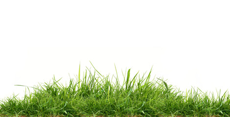 Wall Mural - Fresh green grass isolated against a transparent background