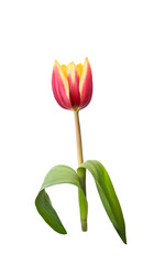 Wall Mural - a single red and yellow tulip flower isolated on a flat background.