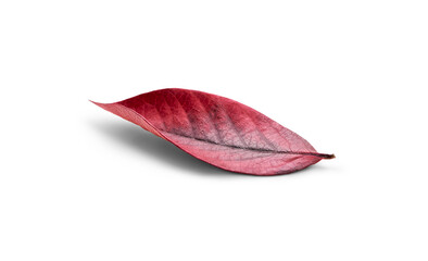 Wall Mural - rustic autumn golden red and brown leaves showing the veins of the leaf isolated on a flat backgroun