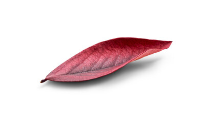 Wall Mural - rustic autumn golden red and brown leaves showing the veins of the leaf isolated on a flat backgroun