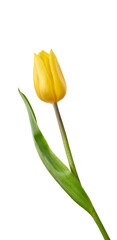 Wall Mural - a yellow tulip flower isolated on a flat background