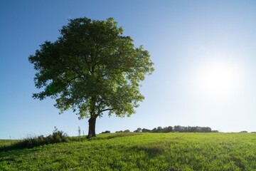 Abandoned walnut or cherry tree on meadow in nature. Slovakia