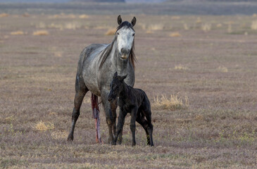 Poster - Wild Horse Mare and Her Newborn Foal in Spring in the Utah Desert